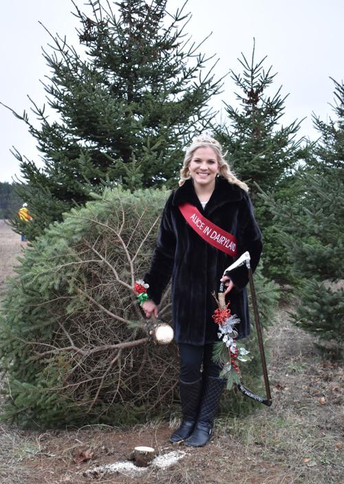 Alice In Dairyland Cuts First Christmas Tree Of The Season Community Wiscnews Com