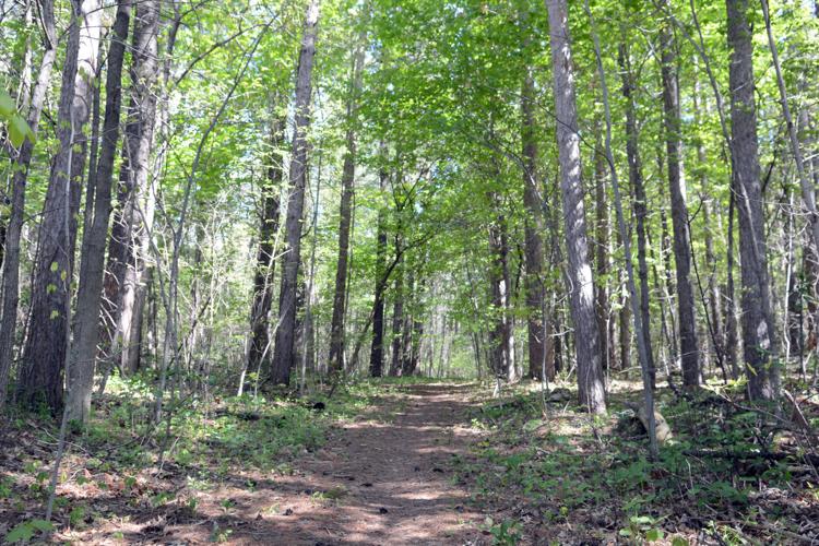051321-bara-news-village-forest-04