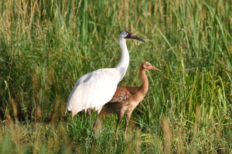 Whooping crane and chick