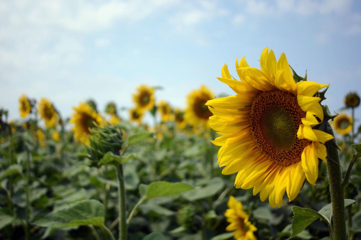 Sunflowers bloom for Leatherberry Acres season opener in Baraboo