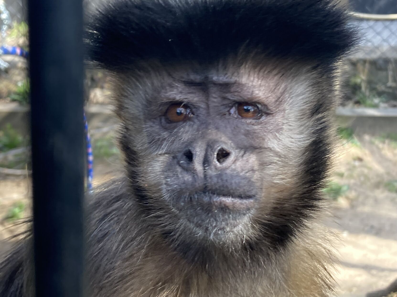 Ochsner Park Zoo's resident monkeys leaving for new home in Illinois