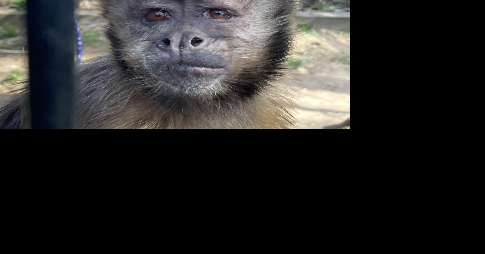 Ochsner Park Zoo’s resident monkeys leaving for new home in Illinois