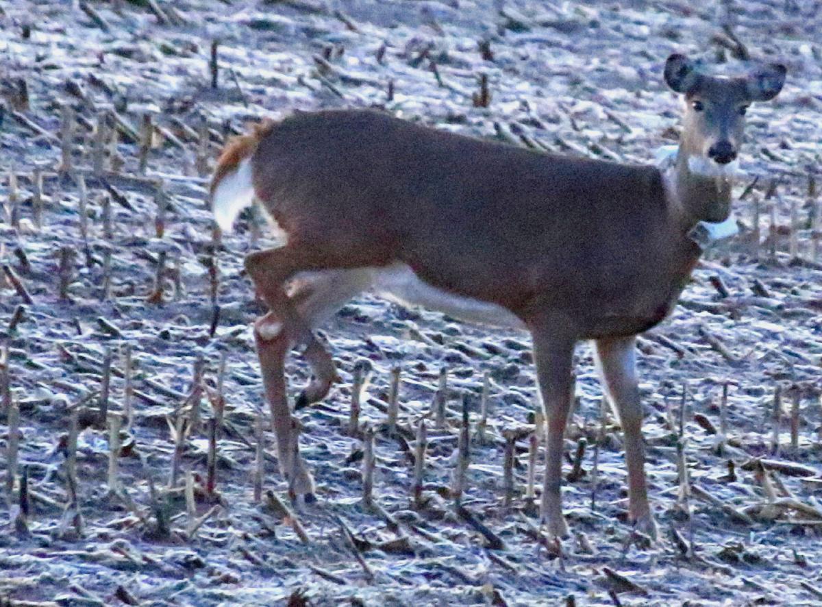 DAVIS DEER TRAILS Opening day hunters take in the outdoors Outdoors