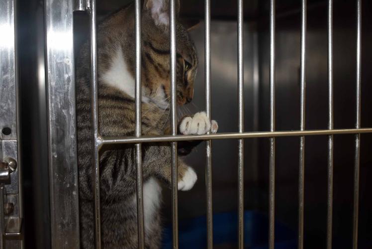 032222-port-news-kittens