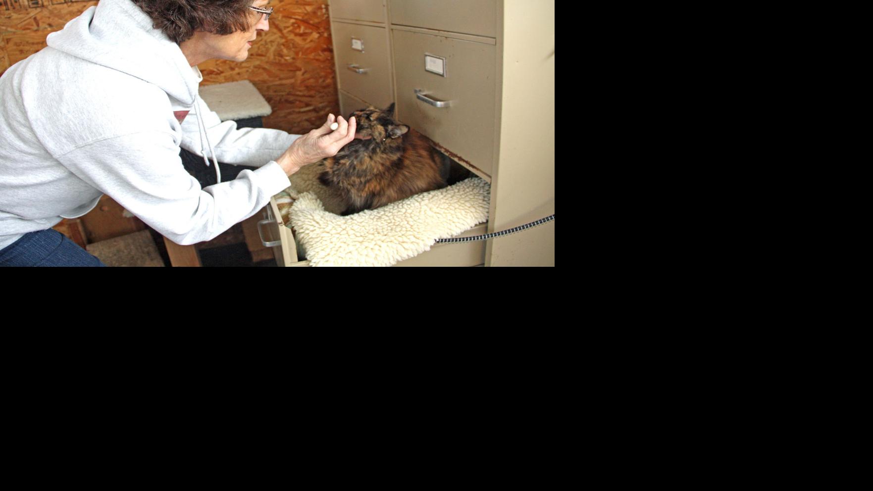 Sauk Prairie Shelter Focuses On Feral Unadoptable Cats Regional