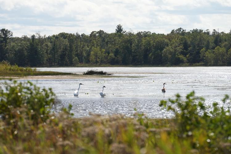 Whooping cranes at Necedah