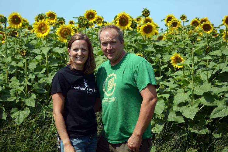 Sunflowers bloom for Leatherberry Acres season opener in Baraboo