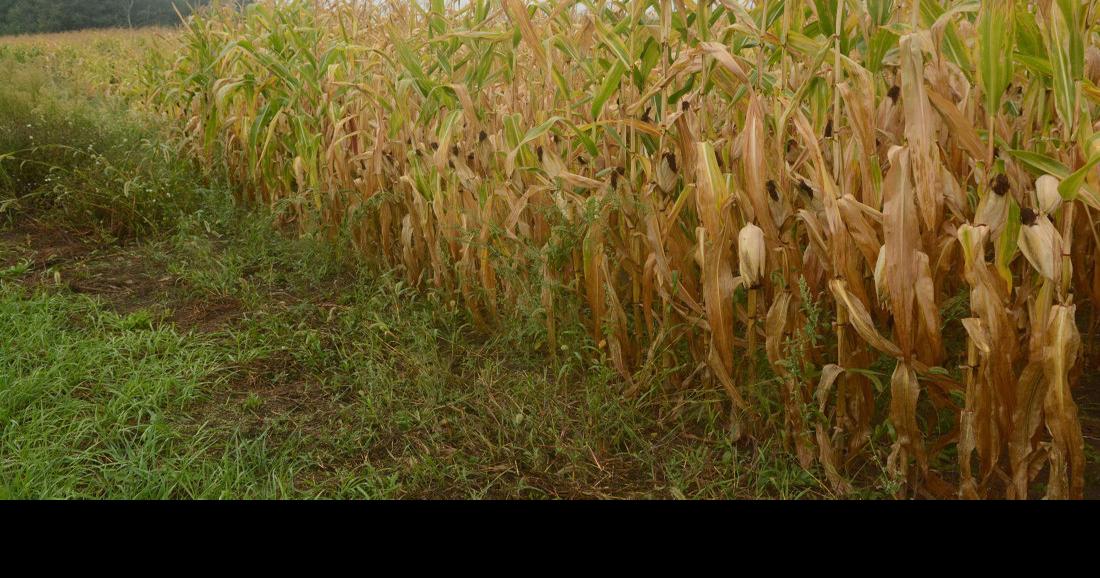 County's corn thrives despite dry spell