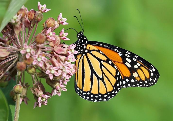 Monarch