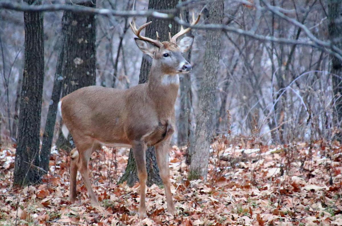 Fall buck