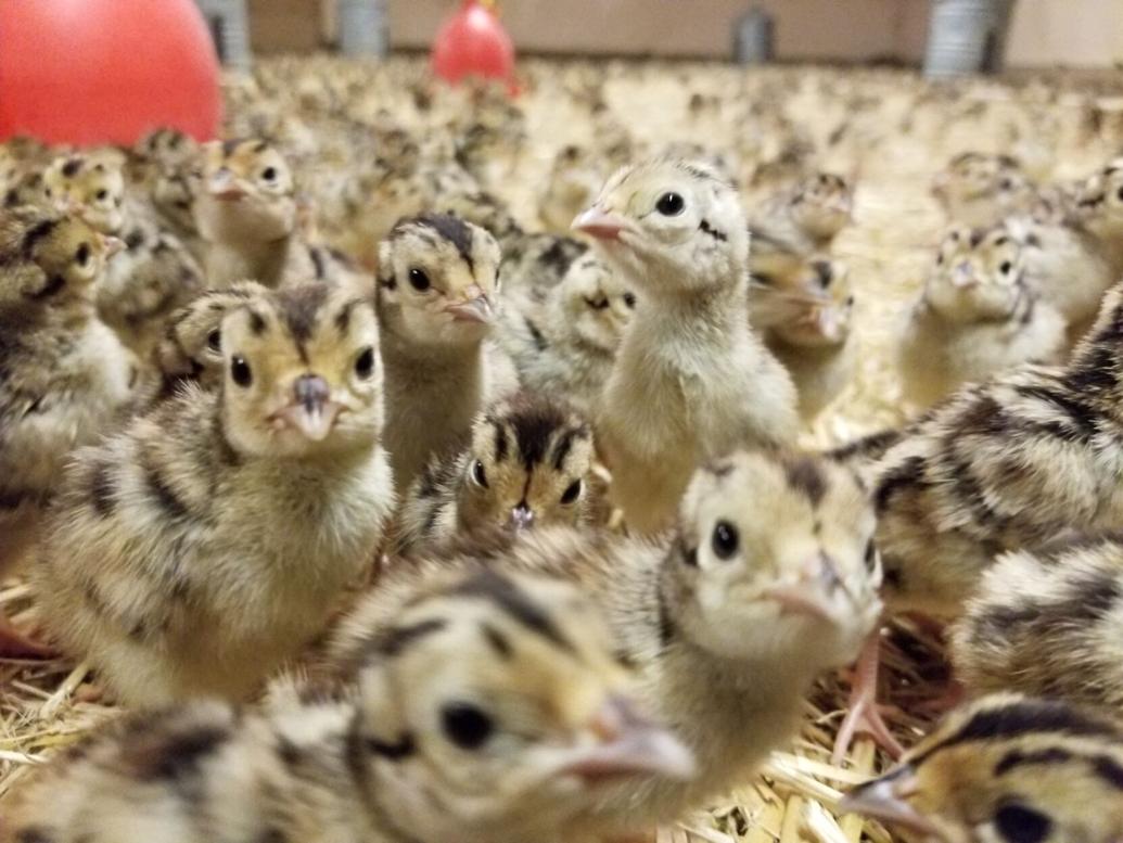 game farm ensures healthy pheasants for hunting