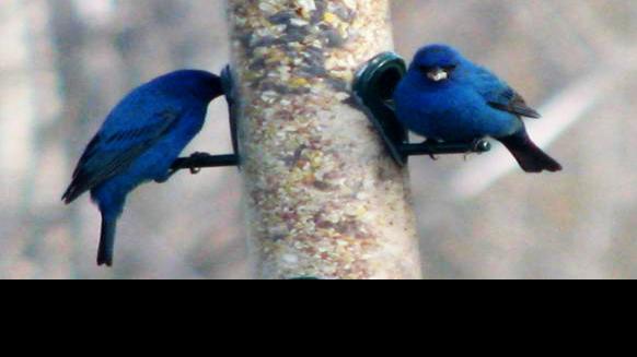 Backyard Bird Program Offered At The Library Community