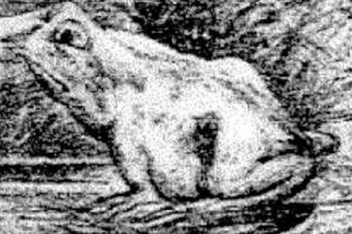 Can You Find The Horse Hidden In This Frog Picture? | Simplemost ...