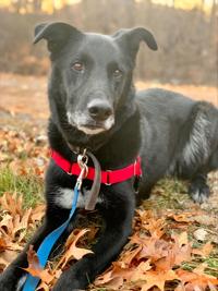 PETS OF WEEK: Riggs and Harris