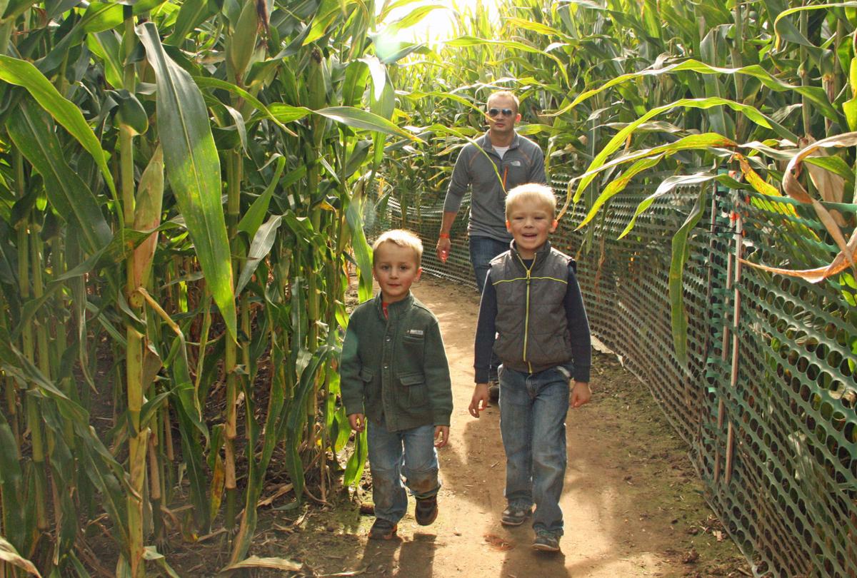 Amazing Grapes Treinen Corn Maze Increasingly Fruitful Regional News Wiscnews Com