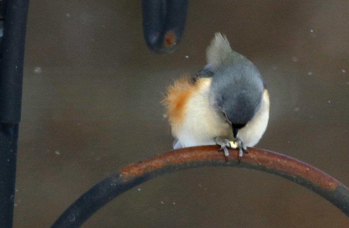 Tiny tufted titmice