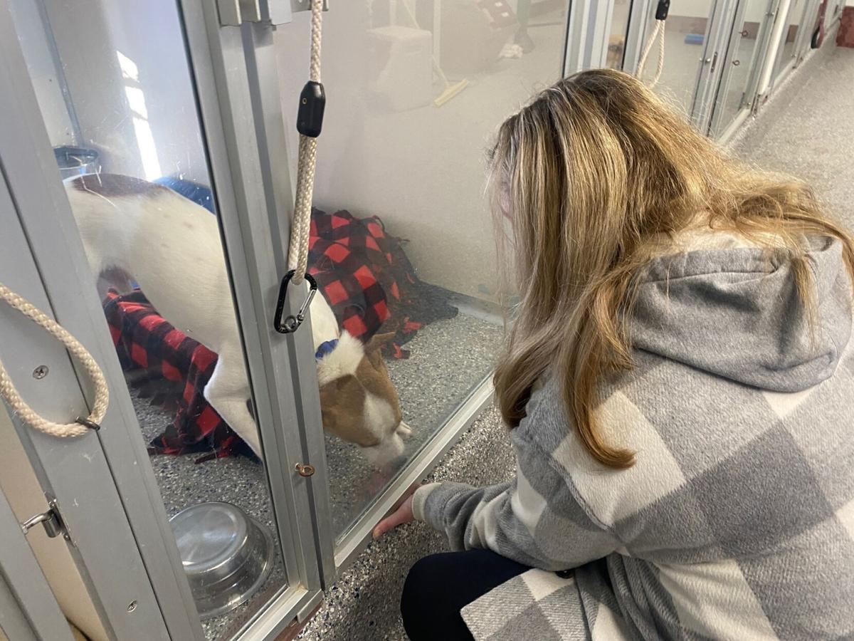 New digs Humane Society opens today while renovations continue