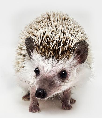 Hedgehog