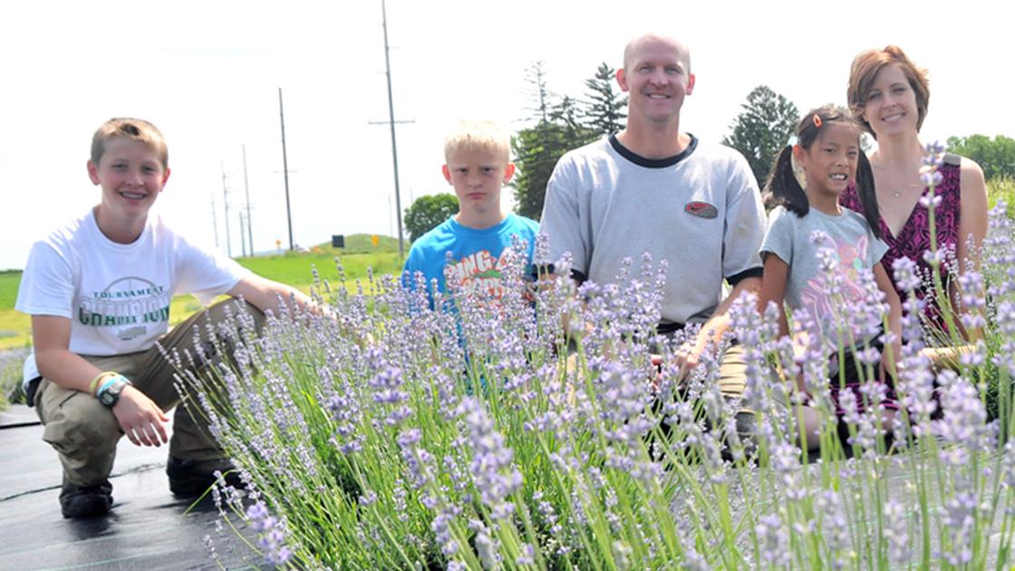Lavender Cherry Farm Opens Tuesday Outside Baraboo Regional News Wiscnews Com