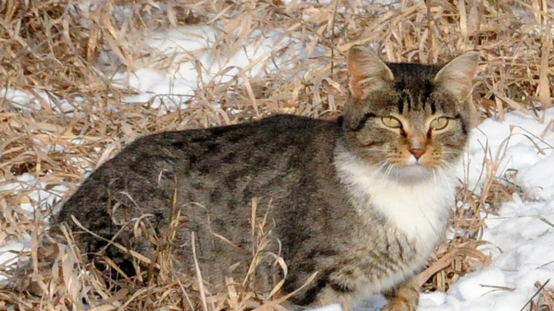 Washington D C Scientist To Speak On Feral Cat Problem Regional