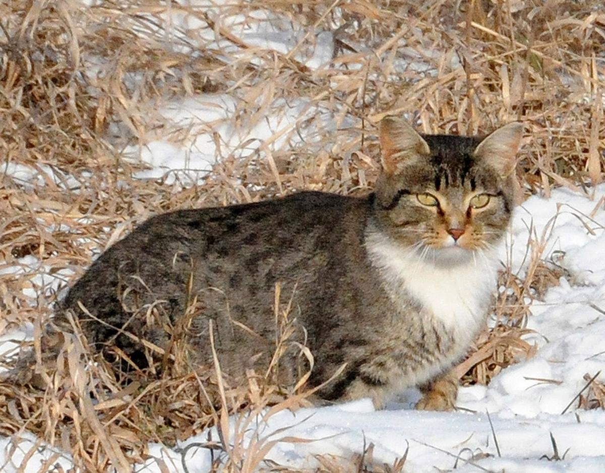 Feral cats (copy)