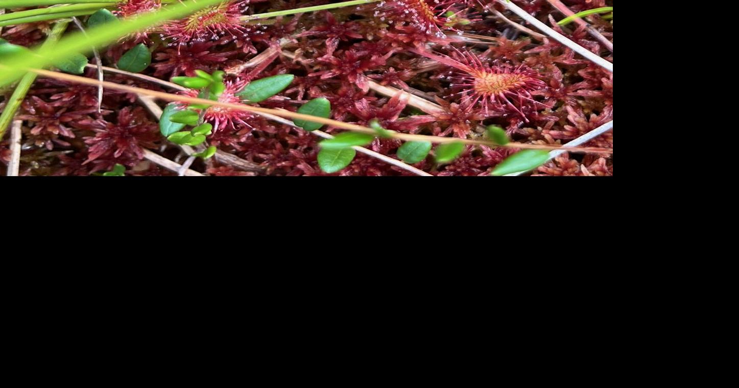 Life lessons learned from a quaking bog
