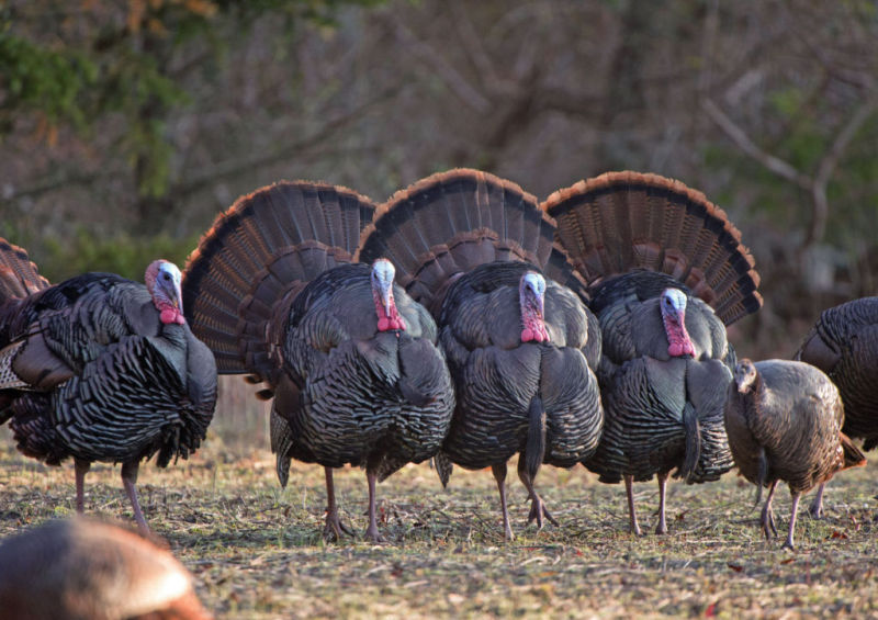 Leftover turkey permits go on sale Monday