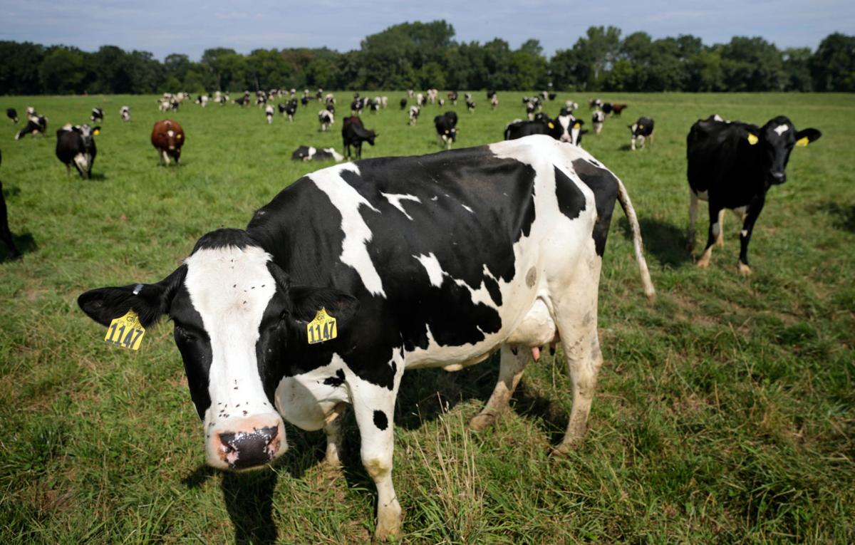 Cows