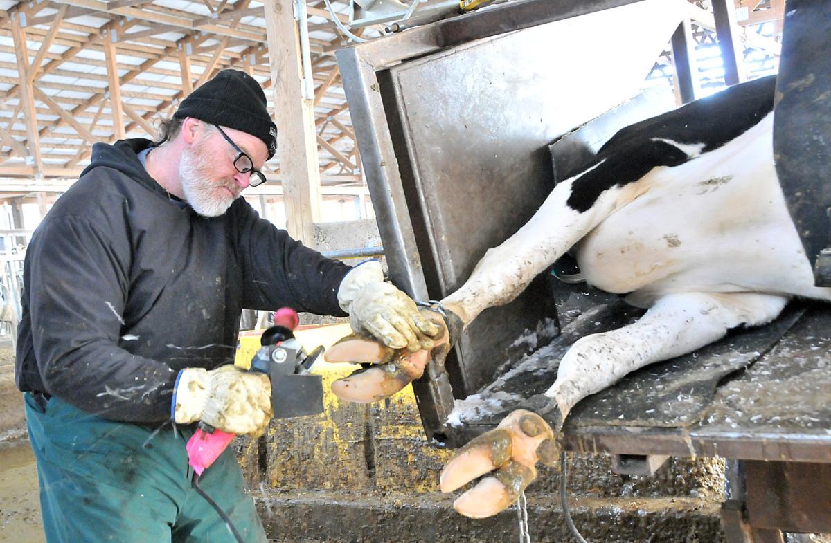 Italian Vet Works With Wisconsin Hoof Trimmers Regional News