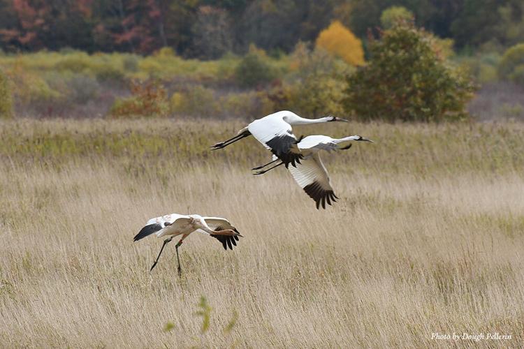 Three whooping cranes