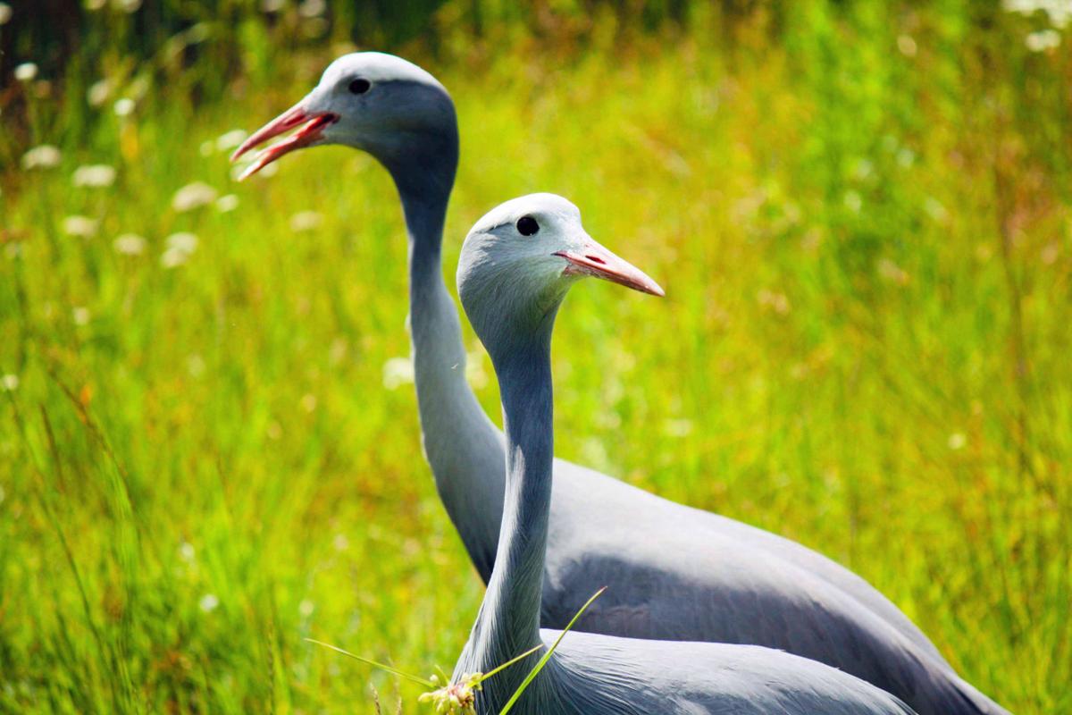 Cranes2 (copy)