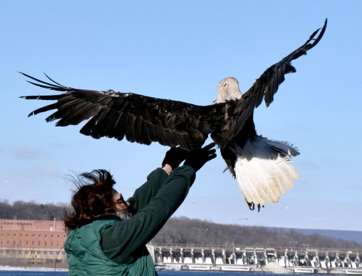Gibson honored at Sauk Prairie's Bald Eagle Watching Days