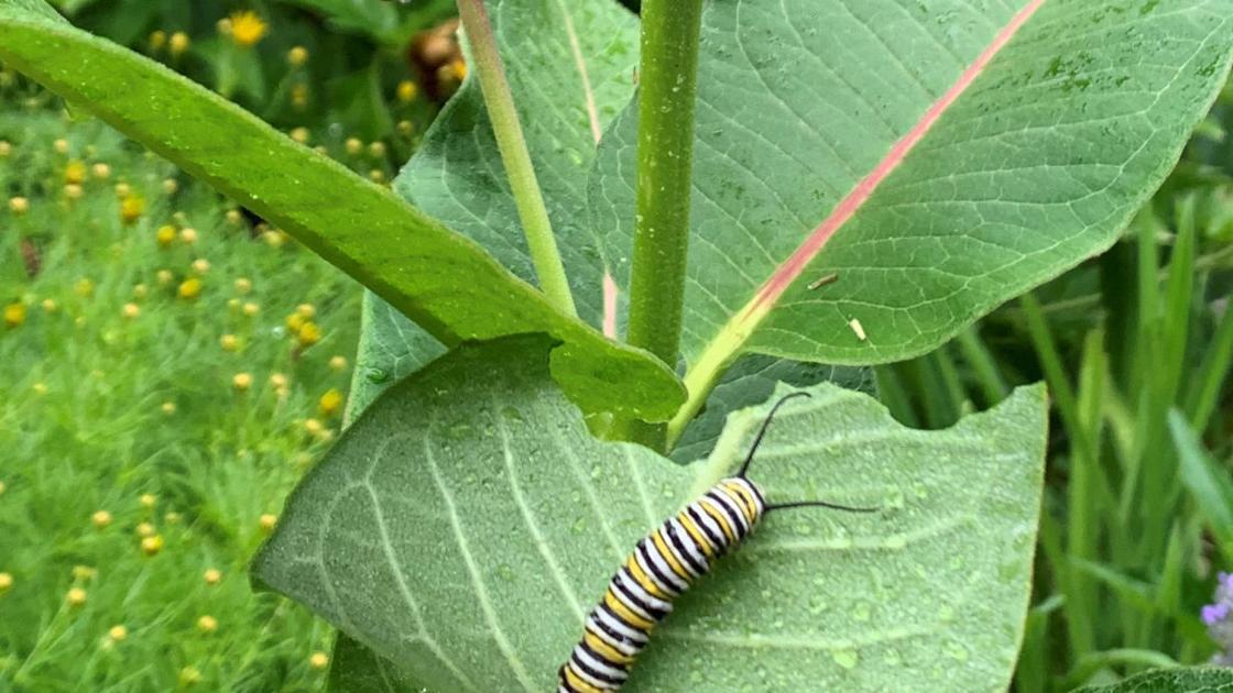GARDENER COLUMN: Bugs and different bugs to look at for within the backyard | Dwelling & Backyard