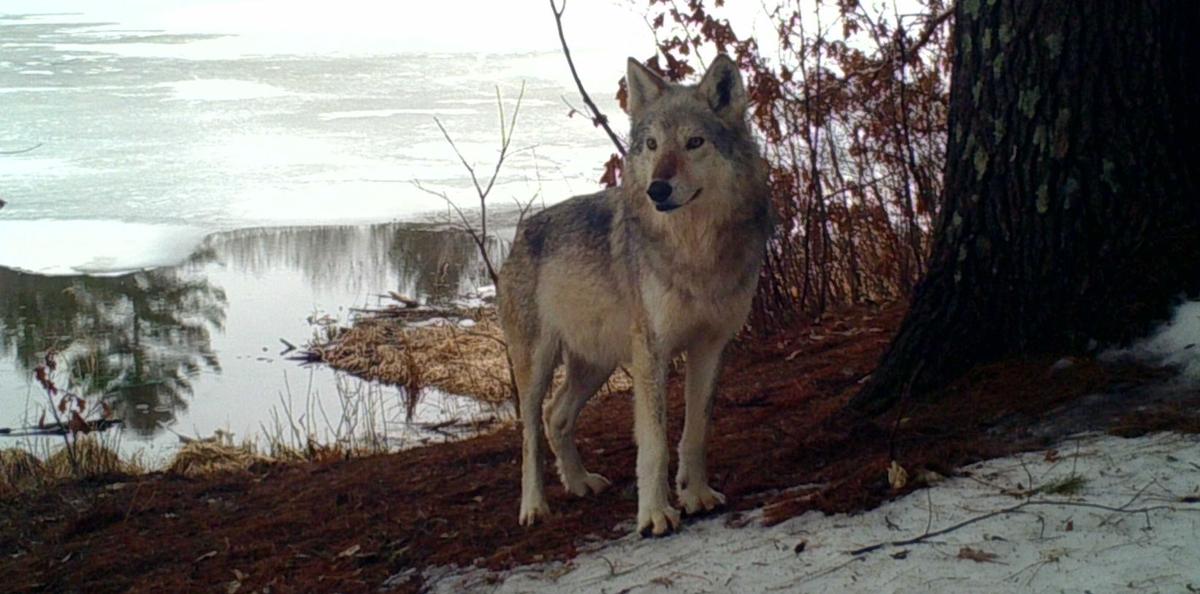 Wisconsin Wolf Population Continues To Rise Above Delisting Goals Regional News Wiscnews Com