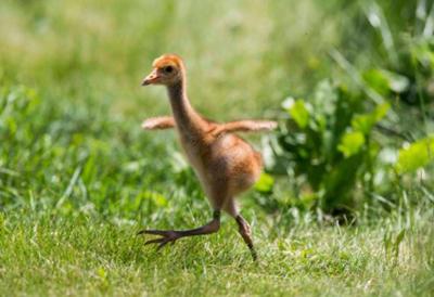 Help name the new whooping crane chick by donating to the International Crane Foundation at https://savingcranes.org/namechick.