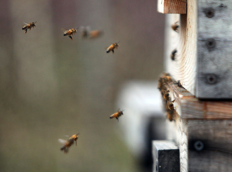 Nearly 40% decline in honey bee population last winter