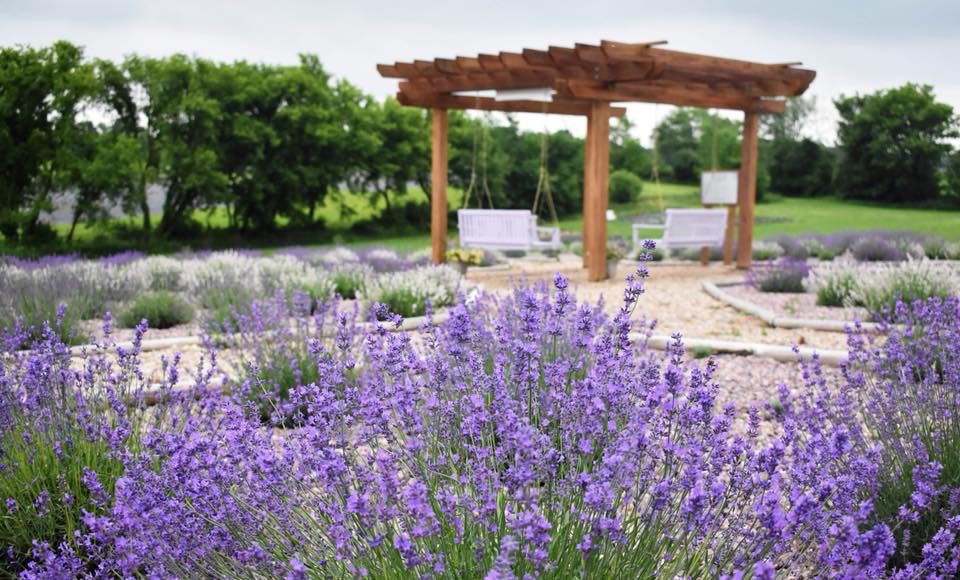 Sauk County Lavender Fest This Weekend | Celebrations | Wiscnews.com