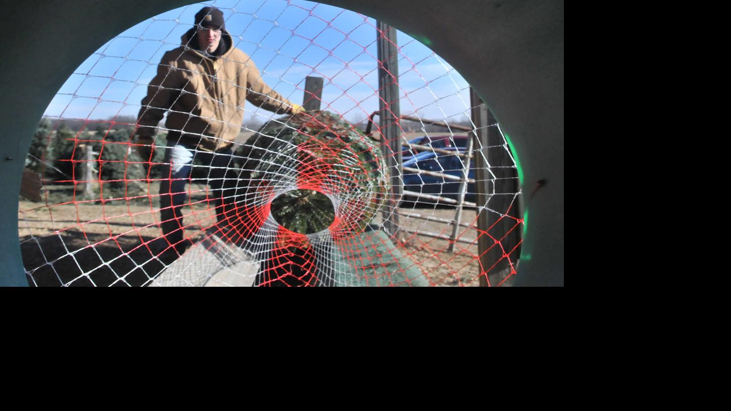 Christmas Tree Farms Gearing For Busy Weekend Good Growing Season Helps Regional News Wiscnews Com