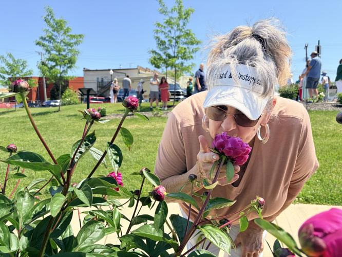 Peony garden