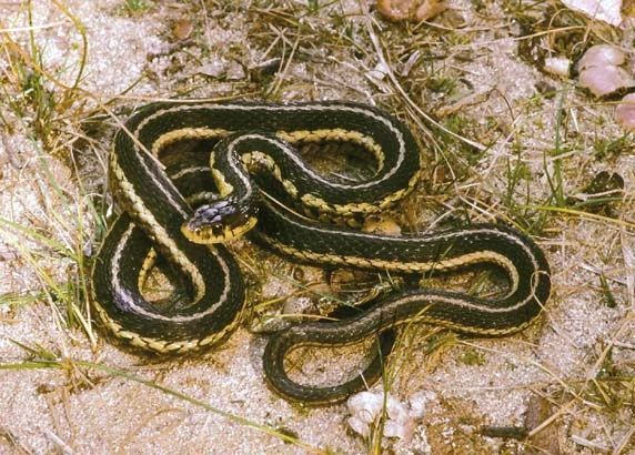 Gartersnake