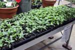 Jeff Hicken Horticultural Learning Center