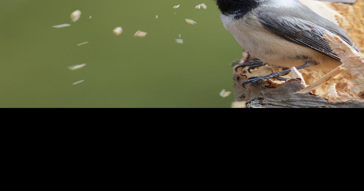 Chickadees build a nest