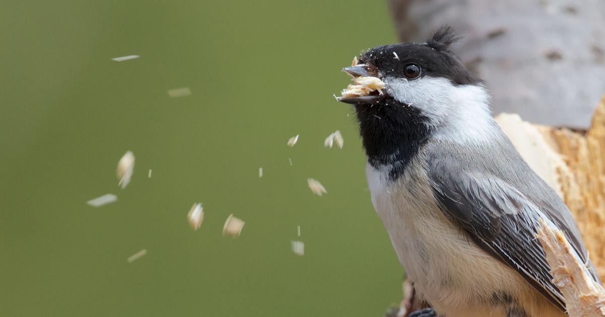 Chickadees build a nest