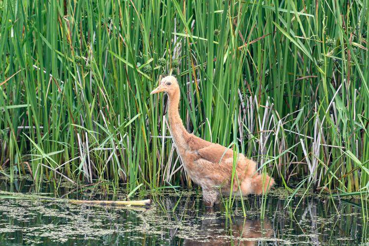 Whooping crane chick