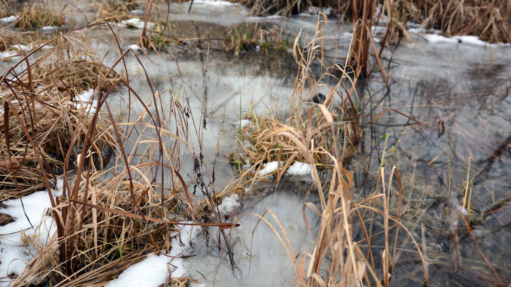 DNR wetland program acquires first Columbia County easement from Portage area farm - Vimarsana News