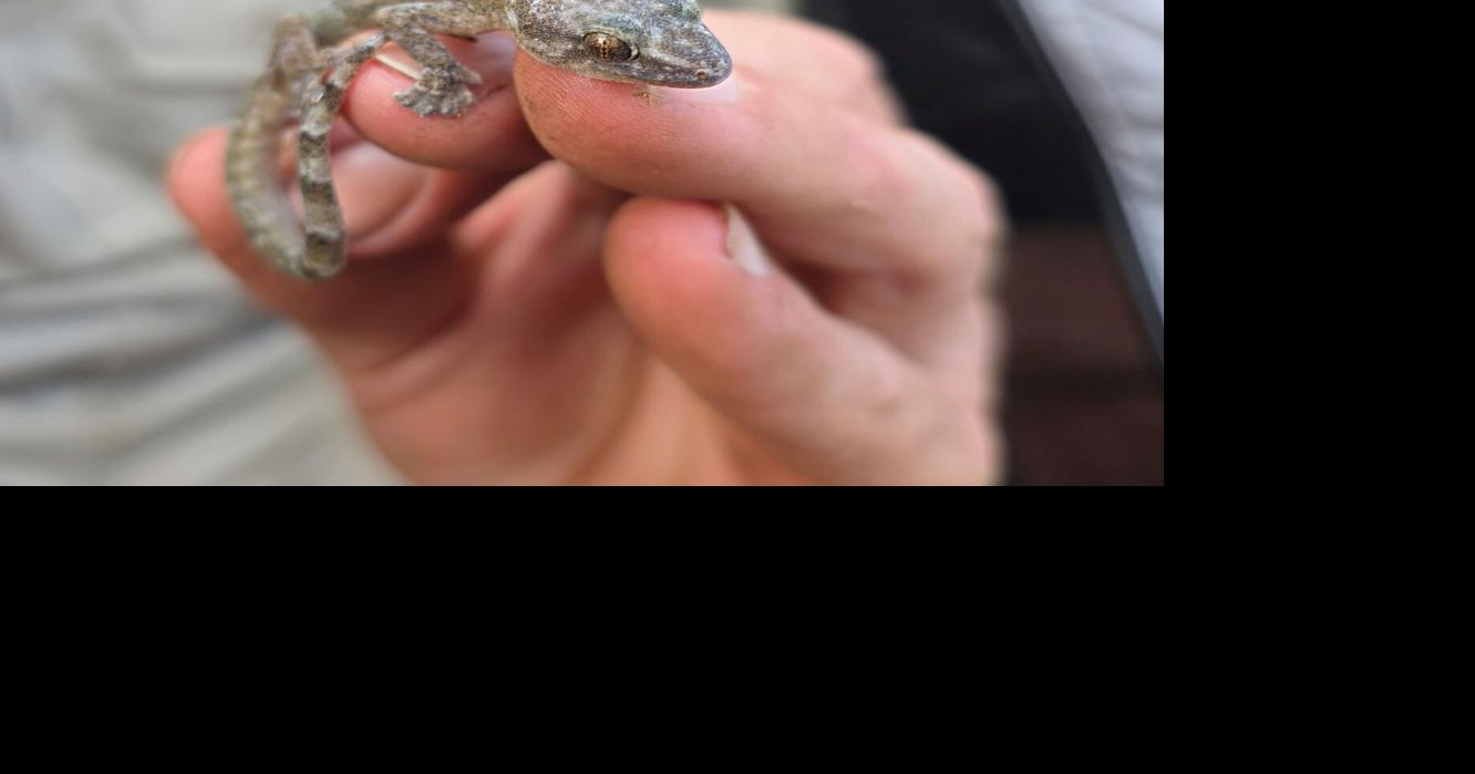 #39 Lost #39 South African gecko species found after 34 years