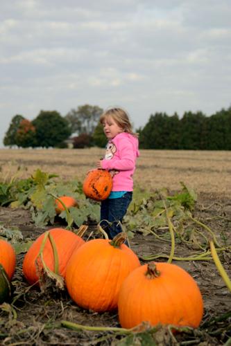 Waldvogel's Farm