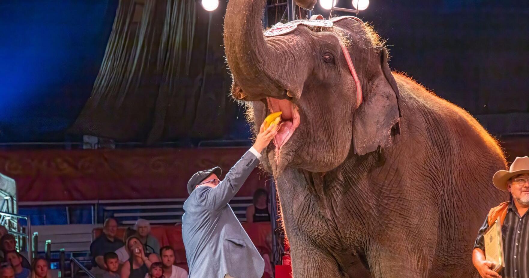 Viola, 'retired' Circus World elephant, still performing - Vimarsana News