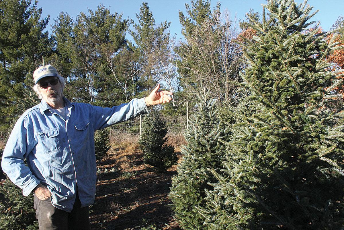 Oh Christmas Tree Drought S Effect To Be Seen In Future Regional News Wiscnews Com