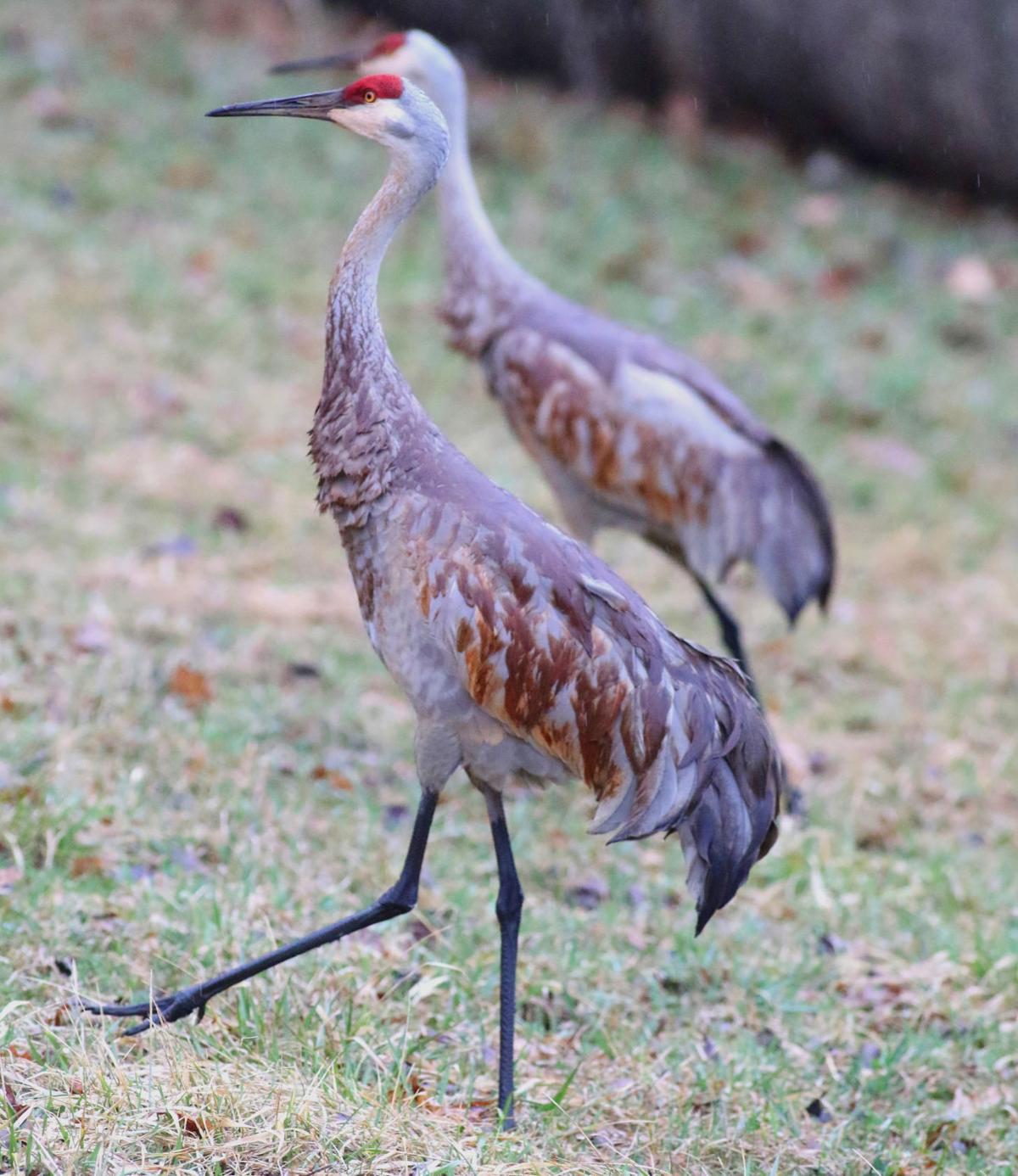 Grúas